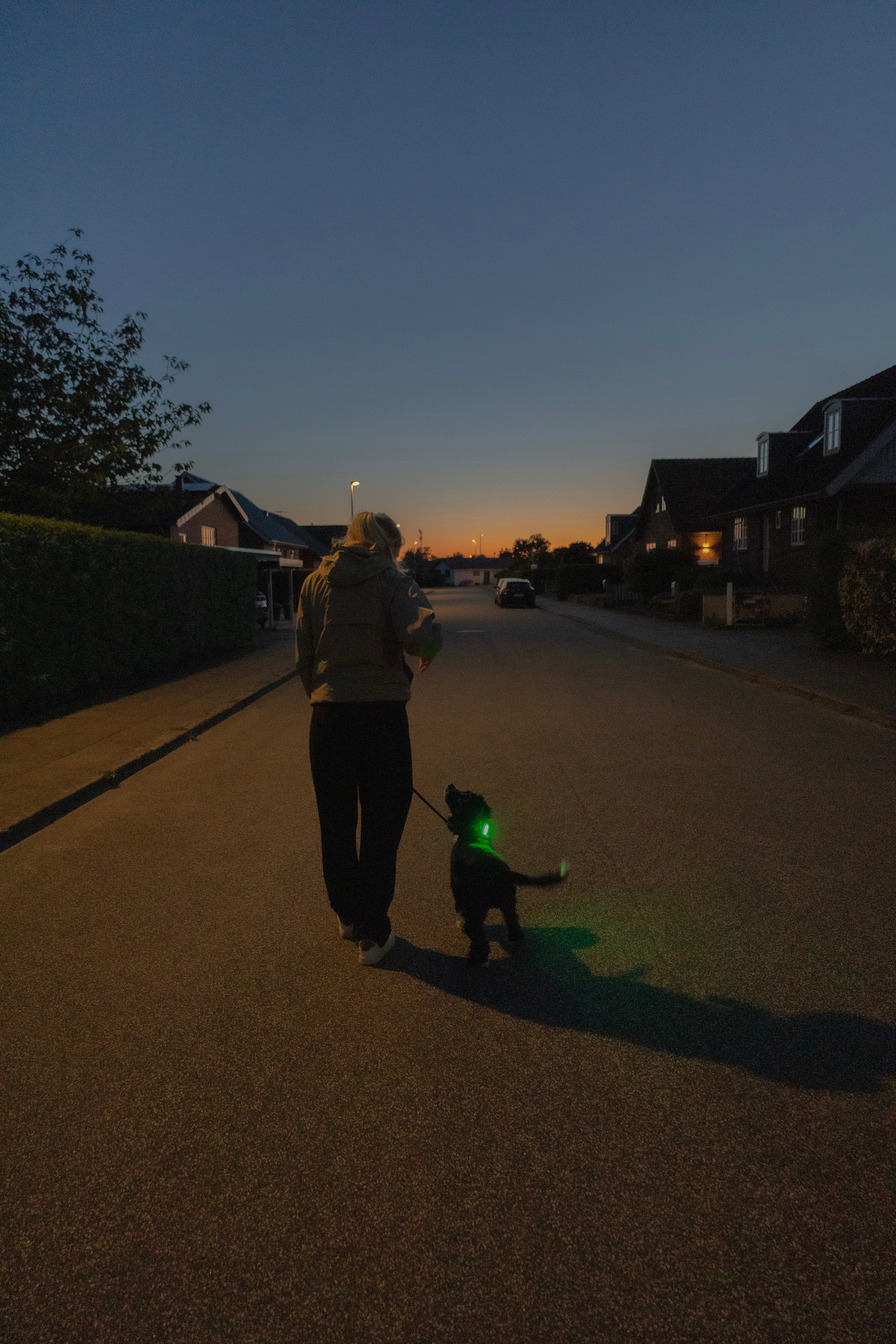 How to Keep Your Dog Visible on Dark Walks By Reelight | Reading time: 5 minutes